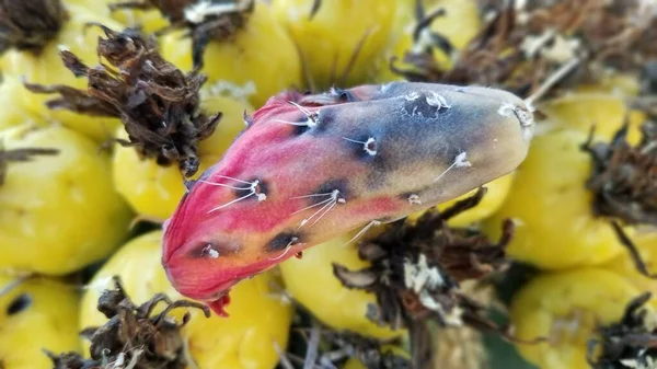 Frutto saguaro maturo caduto in cima a un barile di cactus con frutta gialla — Foto Stock