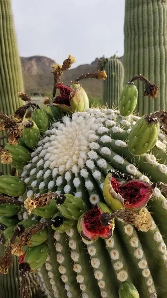 Frutti di saguaro aperti e maturi sulla punta del braccio del saguaro — Foto Stock