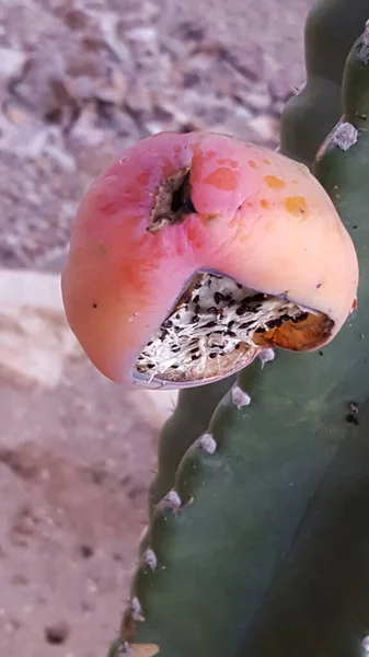 Cactus di mela peruviana Frutta matura, Split Open — Foto Stock