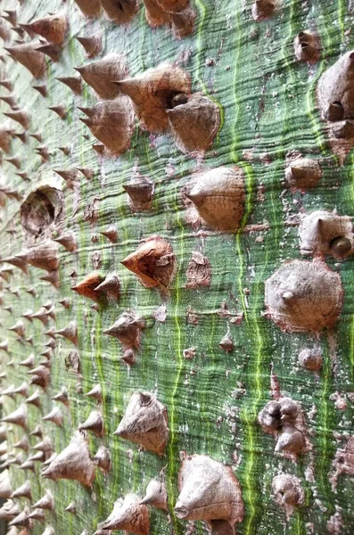 Corteccia spinosa di un albero di filo interdentale di seta bianco — Foto Stock