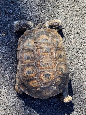 Sonoran Çölünde süslü kabuklu çöl kaplumbağası Tucson, Arizona