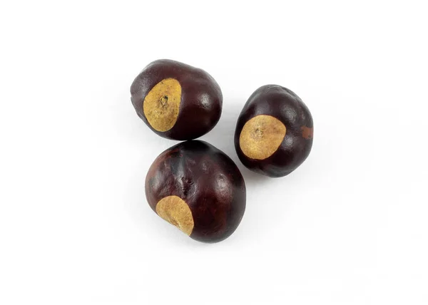 Groupe Marrons Inde Conkers Sur Fond Blanc — Photo