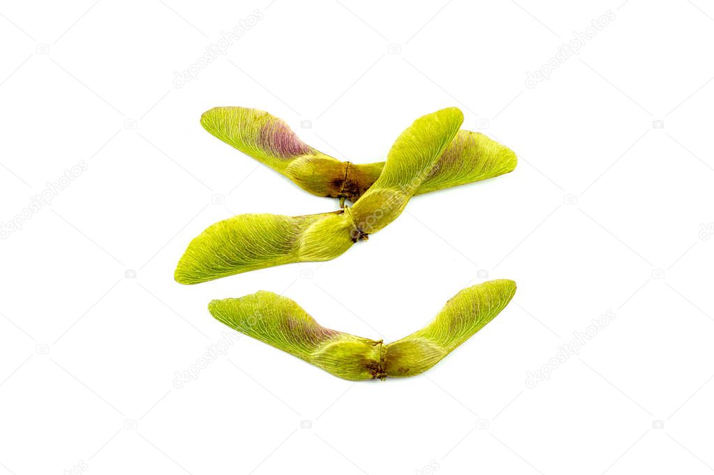 maple leaf seeds pods on white background