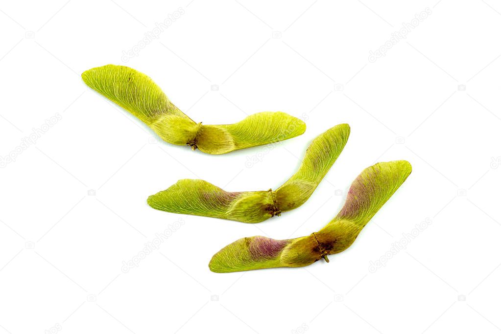 maple leaf seeds pods on white background
