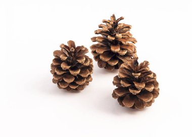 beyaz arkaplanda kozalak grubu