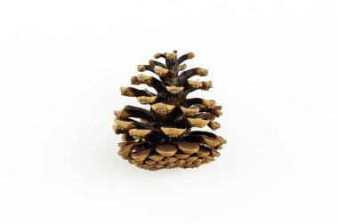 Beyaz arkaplanda tek bir çam kozalağı görünümü