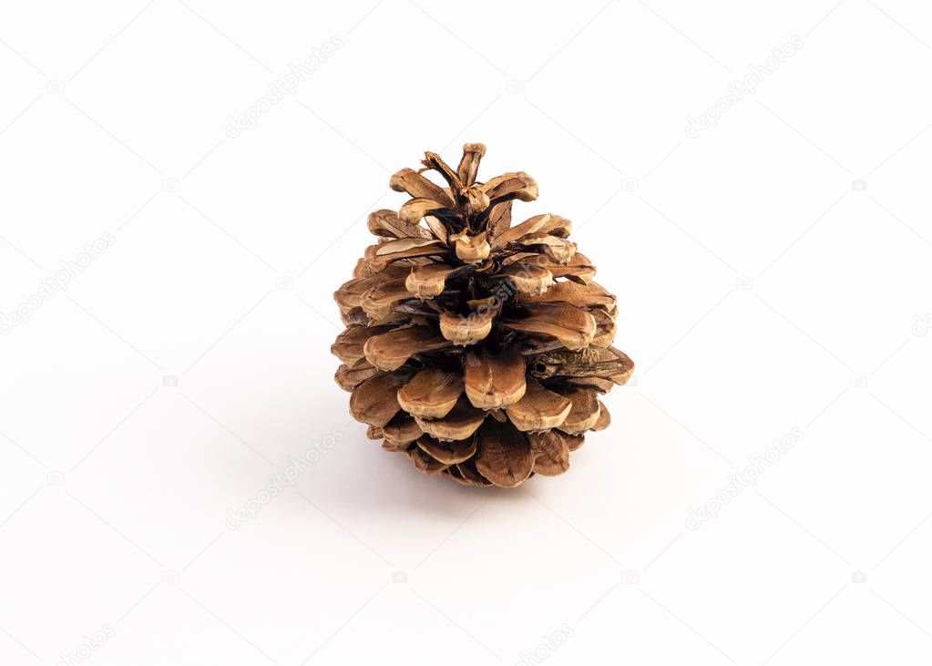 single pinecone on white background