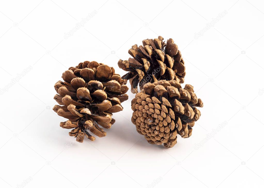 group of pinecone on white background