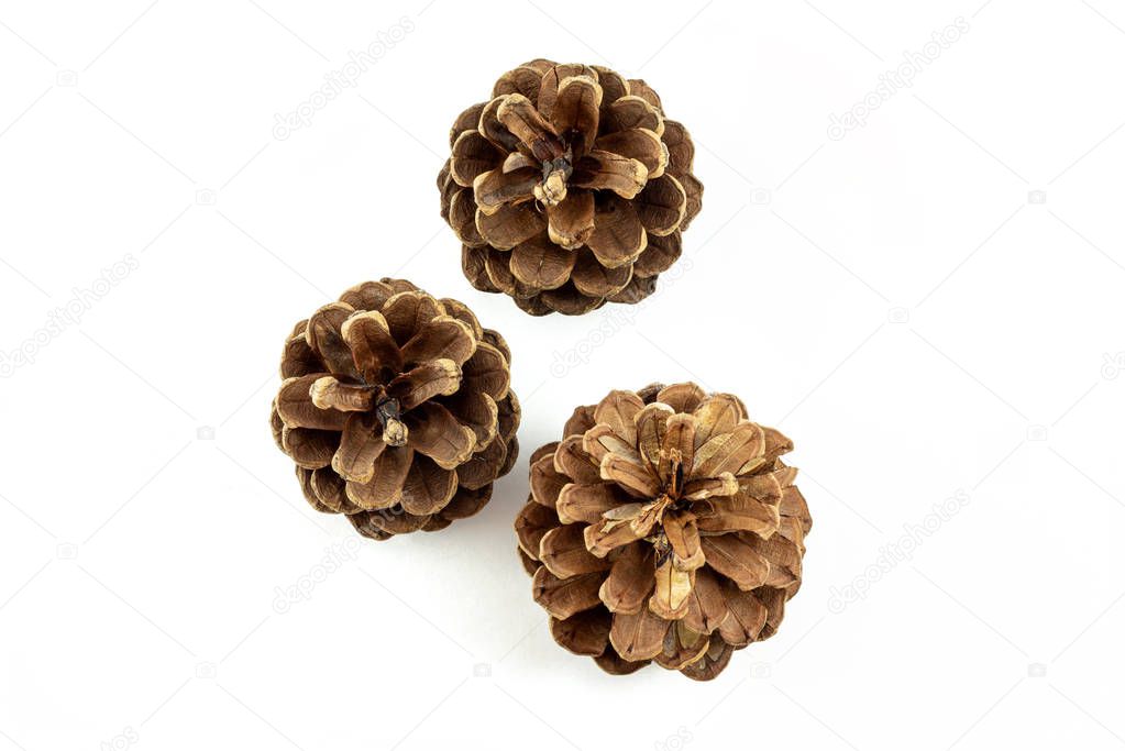 3 pine cones top view on white background