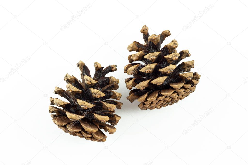 2 pine cones side view on white background
