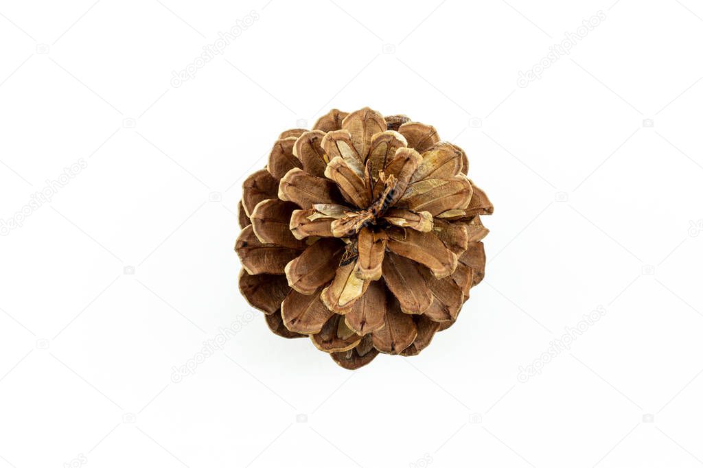 a single pine cone top view on white background