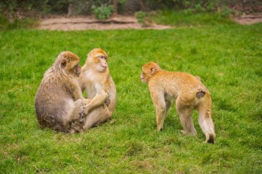 Üç maymun yeşil çayır üzerinde oynuyorlar