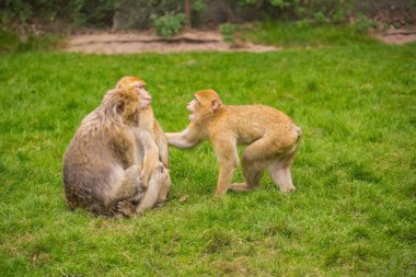 Üç maymun yeşil çayır üzerinde oynuyorlar