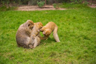 Üç maymun yeşil çayır üzerinde oynuyorlar