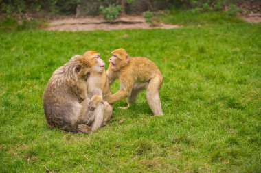 Üç maymun yeşil çayır üzerinde oynuyorlar