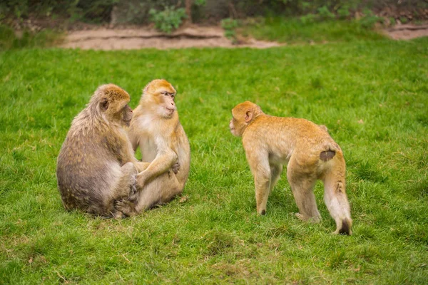 Üç maymun yeşil çayır üzerinde oynuyorlar