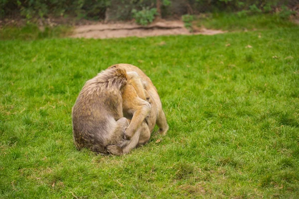 Drei Affen spielen auf einer grünen Wiese — Stockfoto