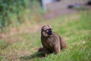 Küçük bir maymun yeşil çayır üzerinde oturuyor