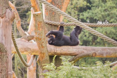 Bir şempanze ahşap bir iskele üzerinde