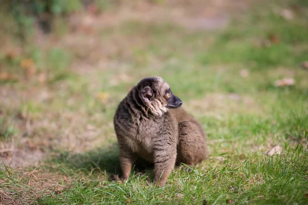 Petit Singe Est Assis Sur Prairie Verte — Photo