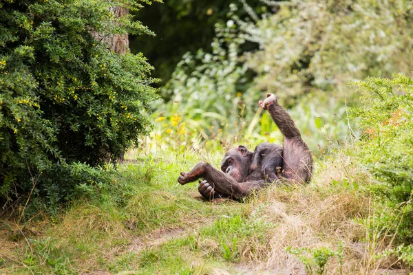 Schimpans Sitter Ängen — Stockfoto