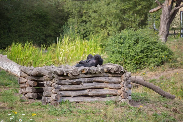 Chimpanzee Lies Wooden Scaffolding — Stock Photo, Image