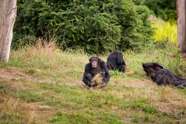 Trois Chimpanzés Sur Prairie Verte — Photo