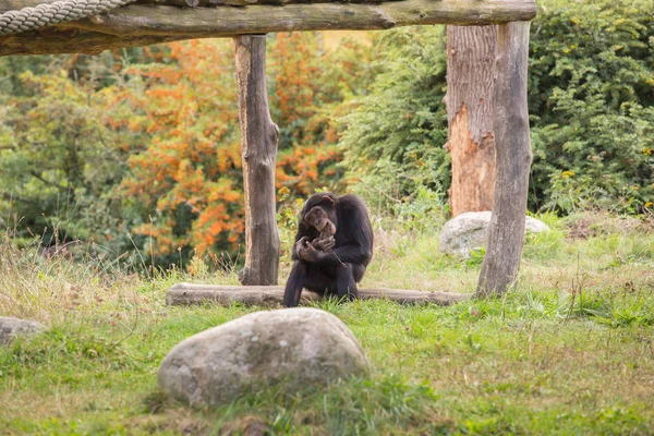 Schimpans Sitter Ängen — Stockfoto