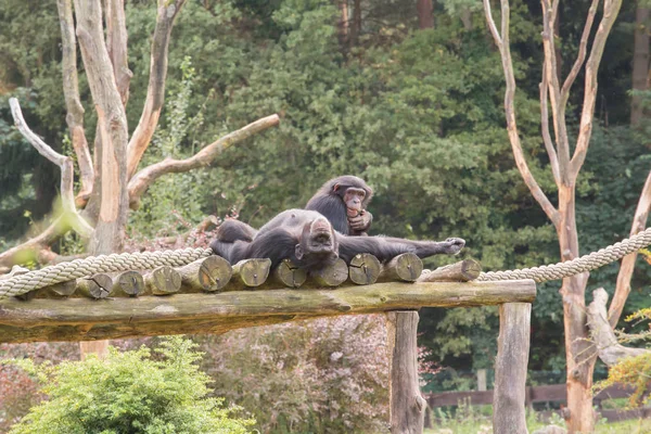 Två Schimpanser Trä Byggnadsställning — Stockfoto
