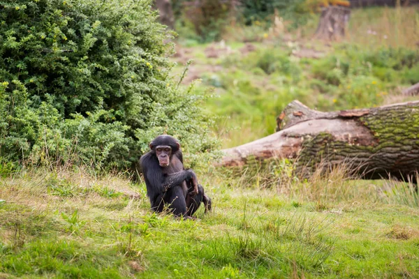 Schimpans Sitter Ängen — Stockfoto
