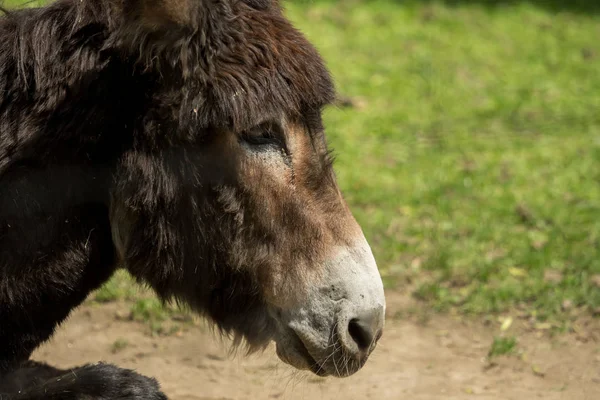 Bir eşek güneşin Başkanı