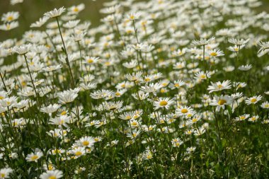 Papatyalar güneş ışığı altında bir çalı
