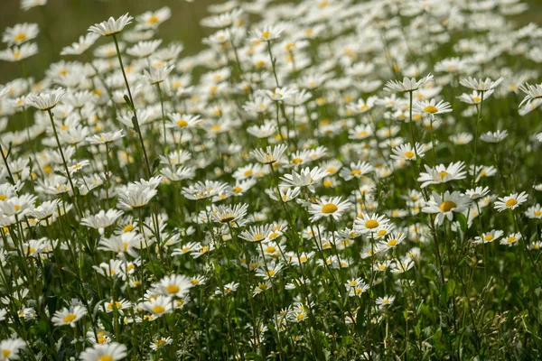 Papatyalar güneş ışığı altında bir çalı