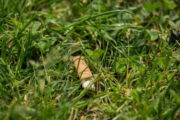 A smoked cigarette thrown away in the grass