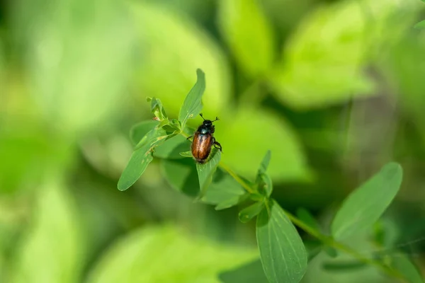 Beetle Liściu Przyrodzie — Zdjęcie stockowe