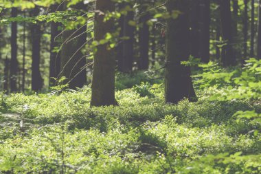 Ağaç ve otların ormanın ortasında
