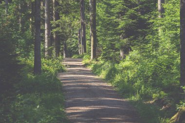 Orman ile bir yürüyüş iz