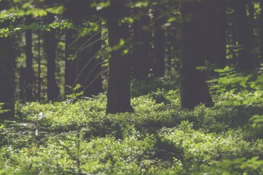 Ağaç ve otların ormanın ortasında