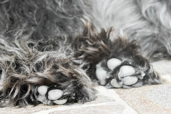 Close-up of hairy dog paws