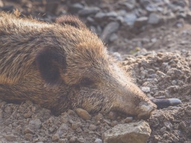 Bir yaban domuzu pisliğin içinde yatıyor ve uyur