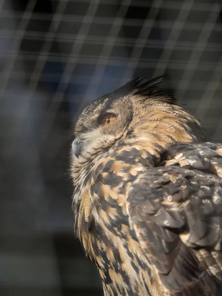 Owl Sitting Sun Enclosure — Stock Photo, Image