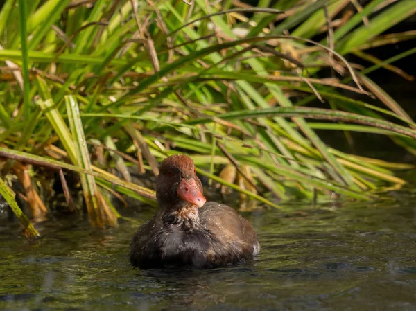 Eine Ente Schwimmt Wasser — Stockfoto