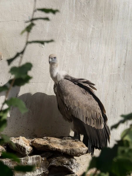 Vautour Fauve Est Assis Lumière Soleil — Photo