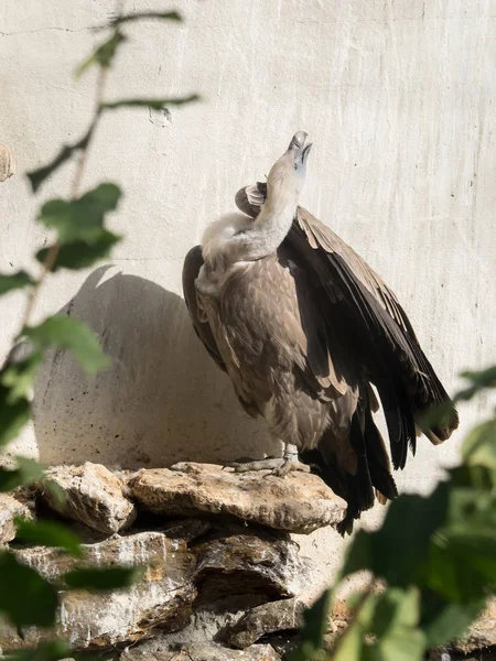 Kızıl Akbaba Güneş Işığında Oturur — Stok fotoğraf