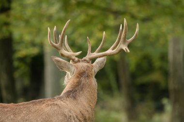 Yeşil çayır üzerinde büyük boynuzları güzel geyik