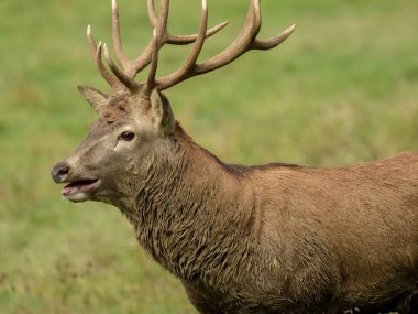 Yeşil çayır üzerinde büyük boynuzları güzel geyik