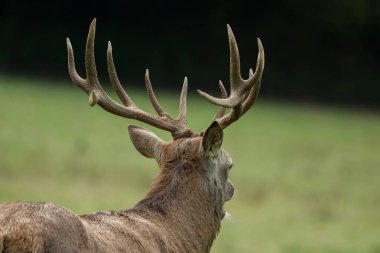 Yeşil çayır üzerinde büyük boynuzları güzel geyik