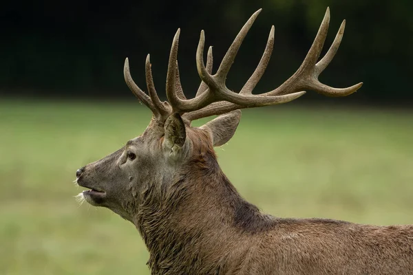 Yeşil çayır üzerinde büyük boynuzları güzel geyik