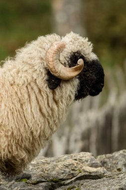 Valais burun yumuşak bokeh ile siyah