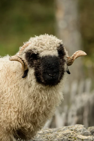 Valais burun yumuşak bokeh ile siyah